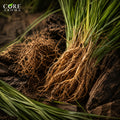 Vetiver Oil CO2 | Natural Woody, Earthy, Smoky & Rooty Vetiver Extract