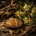 Olibanum Absolute | Warm, Resinous, Woody & Incense Fragrance Note