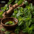 Spearmint Oil | Fresh, Sweet, Minty & Herbal Essential Oil