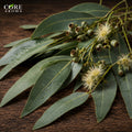 Eucalyptus Globulus 80-85% Oil | Fresh, Camphoraceous & Minty
