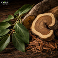 Guaiacwood Oil | Smoky, Woody, Creamy & Balsamic Essential Oil