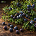 Juniper Berry Oil | Fresh, Green, Woody & Crisp Juniper Essential Oil