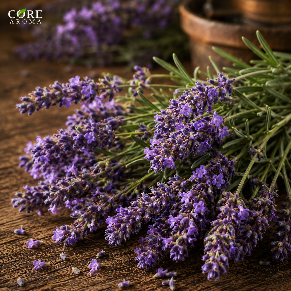 Lavandin Oil Grasso Pure France | Fresh, Herbal & Camphoraceous