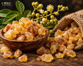 Olibanum Oil | Fresh, Resinous, Woody & Balsamic Frankincense Oil