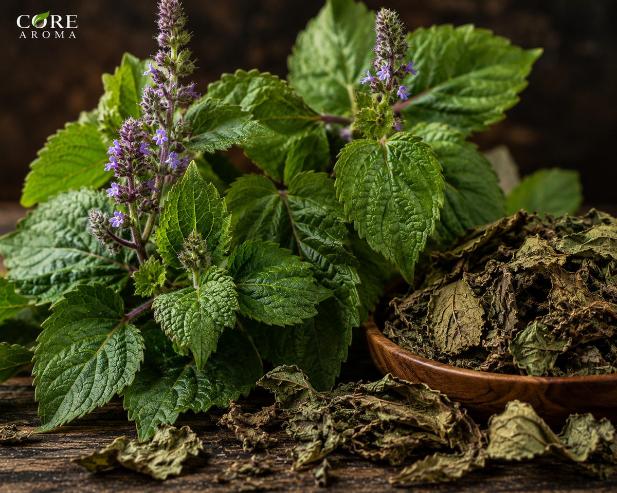Patchouli Oil Dark| Earthy, Woody, Rich & Warm Patchouli Essential Oil