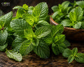 Peppermint Oil | Cool, Fresh, Minty & Herbal Essential Oil