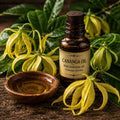 Cananga Oil | Sweet, Floral, Exotic & Ylang Ylang-Like Essential Oil