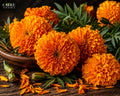 Tagetes Oil | Green, Herbal, Citrus & Fruity Tagetes Essential Oil