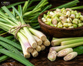Lemongrass Oil | Fresh, Citrusy, Green & Herbal Essential Oil