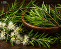 Tea Tree Oil | Fresh, Herbal, Camphoraceous & Green Essential Oil