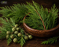 Cypress Oil Spain | Fresh, Green, Woody & Aromatic Essential Oil
