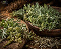 Armoise Oil Accord | Herbal, Green, Aromatic & Dry Wormwood Fragrance Accord