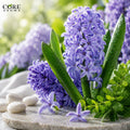Hyacinth Body No. 3 (IFF) | Powerful Green & Hyacinth Fragrance Note