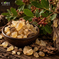 Lentisque Oil | Fresh Green Mastic Essential Oil
