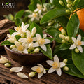 Egyptian Neroli Essential Oil | Citrus Floral Oil