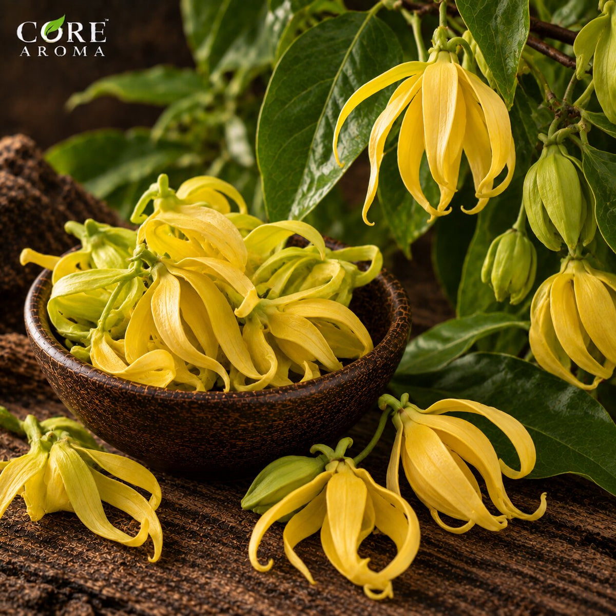 Ylang Ylang Madagascar Oil | Floral Essential Oil