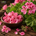Egyptian Geranium Oil LMR | Rosy Green Essential Oil