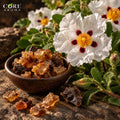 Cistus Oil | Warm Ambery Resinous Essential Oil