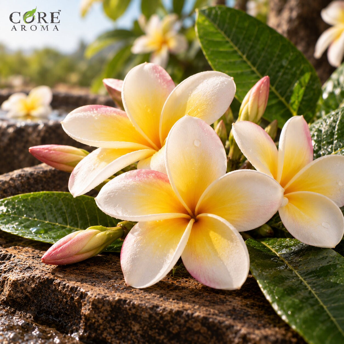 Frangipani Oil (India) | Exotic Floral Fragrance Oil