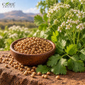 Coriander Oil (India) | Fresh Spicy Essential Oil