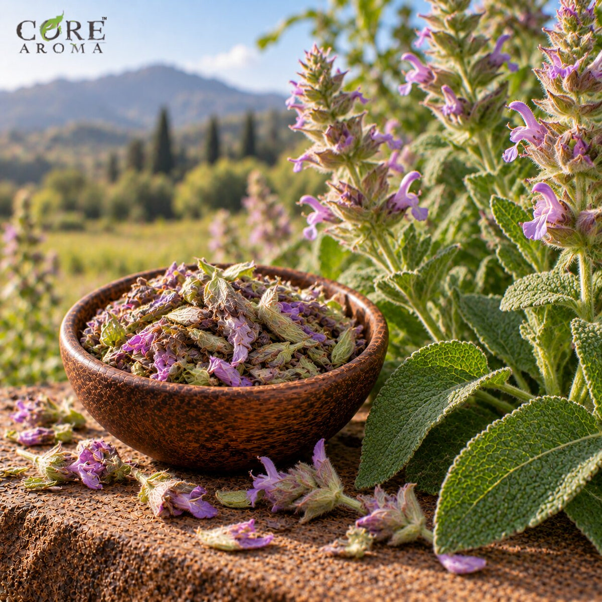 Clary Sage Oil (India) | Herbal Floral Essential Oil