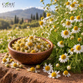Roman Chamomile Oil (Hungary) | Soft Floral Essential Oil