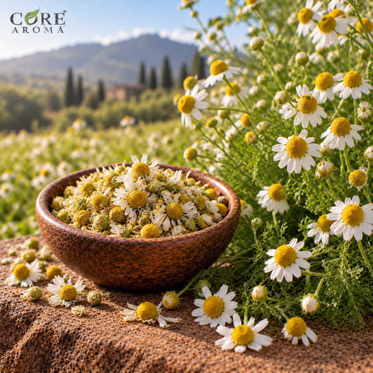 Roman Chamomile Oil (Hungary) | Soft Floral Essential Oil