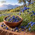 Blue Tansy Oil (Morocco) | Herbal Essential Oil for Perfumery