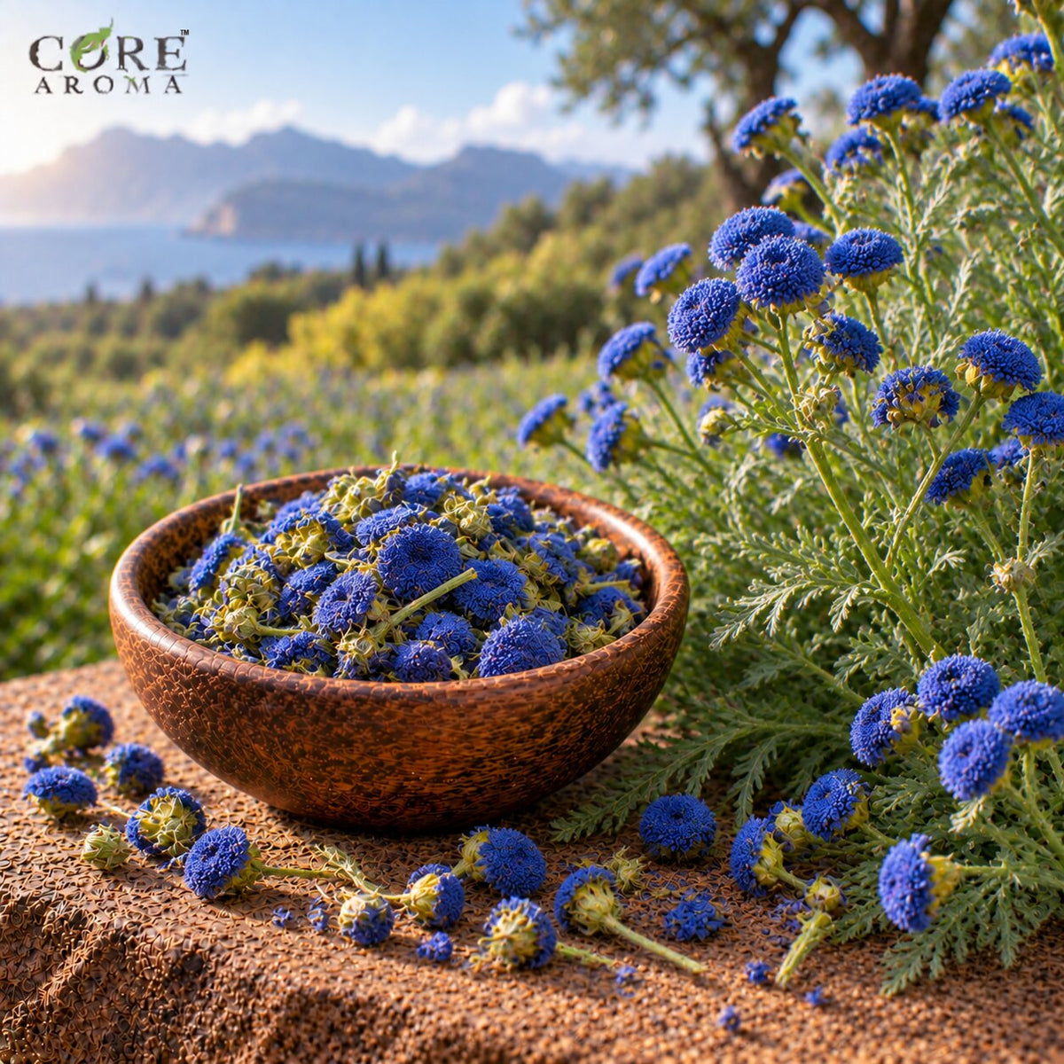 Blue Tansy Oil (Morocco) | Herbal Essential Oil for Perfumery
