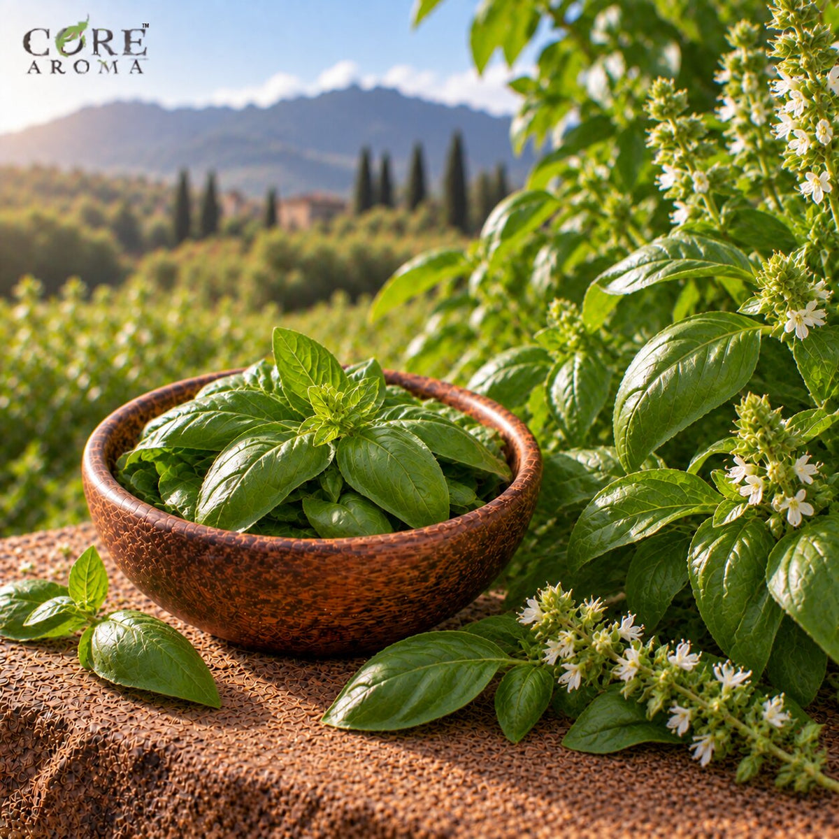 Basil Oil Sweet (India)| Fresh Herbal Essential Oil