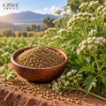 Ajowan Oil (India) | Spicy Herbal Essential Oil for Perfumery