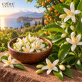 Neroli Oil (France) | Fresh Citrus Floral Essential Oil