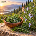 Rosemary Oil (Spain) | Fresh Herbal Essential Oil