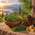 Pine Oil (India) | Fresh Coniferous Essential Oil