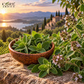 Oregano Oil (Spain) | Spicy Herbal Essential Oil