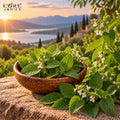 Melissa Oil (France) | Fresh Lemon Herbal Essential Oil