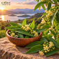 May Chang Oil (China) | Fresh Citrus Essential Oil