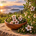 Manuka Oil (New Zealand) | Woody Herbal Essential Oil